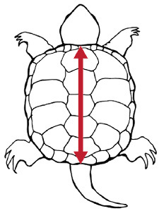 Correct turtle carapace length measurement illustration