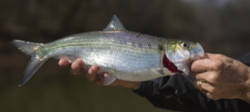Person holding a freshly caught Hickory Shad near Weldon, North Carolina, showing the fish’s silvery body and greenish back.