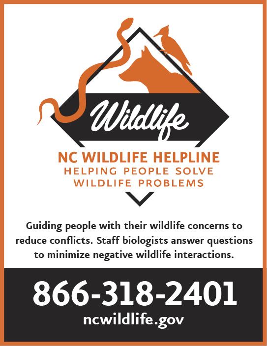 Graphic promoting the NC Wildlife Helpline from the North Carolina Wildlife Resources Commission. The design features silhouettes of a snake, bird, and fox, with the tagline “Helping People Solve Wildlife Problems.” It encourages residents to call 866-318-2401 or visit ncwildlife.gov for guidance on resolving wildlife conflicts.