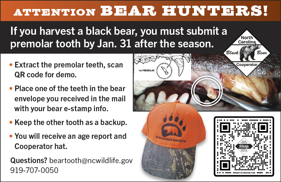 Informational flyer for North Carolina bear hunters from the N.C. Wildlife Resources Commission. The poster explains how to extract and submit a black bear premolar tooth after harvest, including steps for mailing, keeping a backup tooth, and earning an age report and cooperator hat. It features images of a bear’s tooth extraction, an orange NC Black Bear Cooperator hat, and a QR code for demonstration.