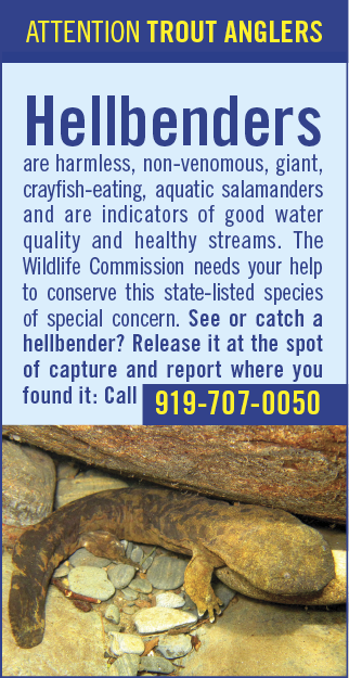 Educational poster for trout anglers about hellbenders, large harmless aquatic salamanders found in North Carolina streams. The poster encourages anglers to release and report sightings to the Wildlife Commission by calling 919-707-0050.