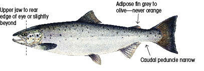 Landlocked Atlantic Salmon