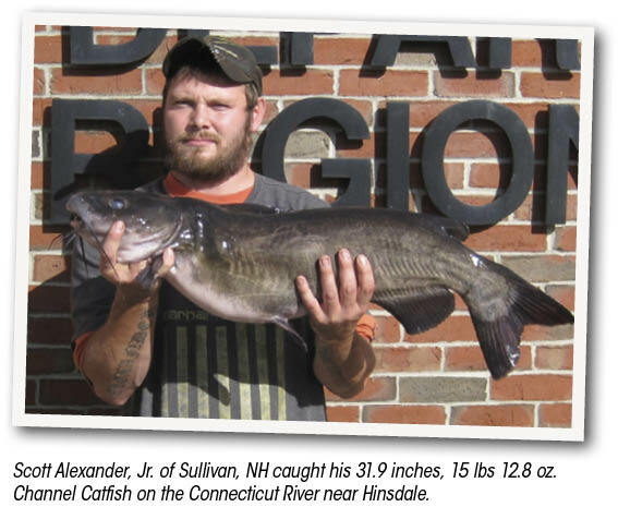 Scott Alexander, Jr. of Sullivan, NH caught his 31.9 inches, 15 lbs 12.8 oz. Channel Catfish on the Connecticut River near Hinsdale.