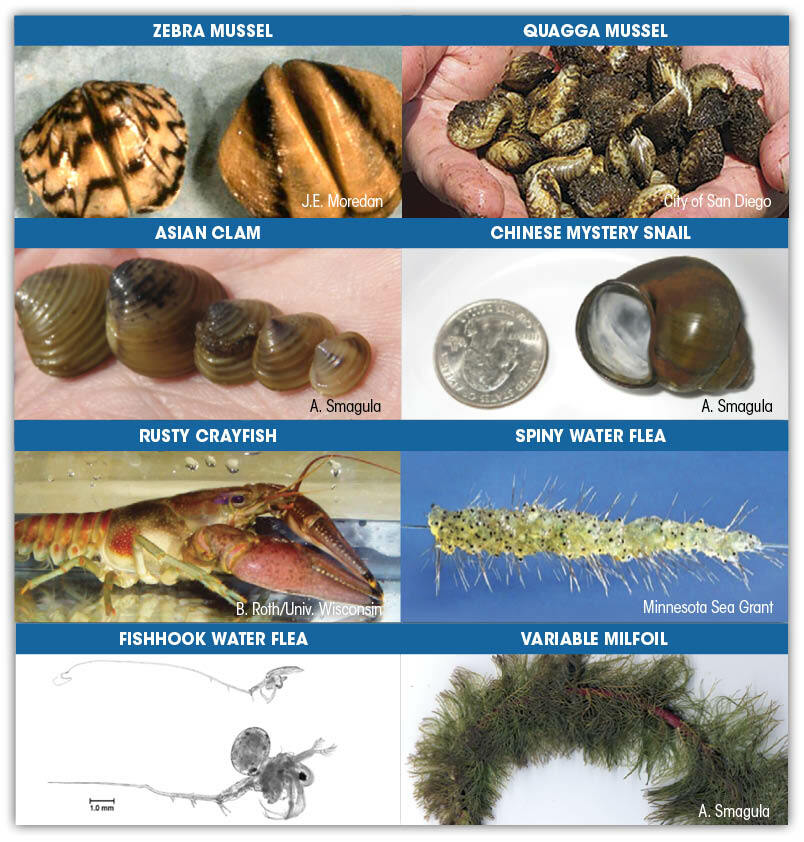 Invasive species including Zebra Mussel, Quagga Mussel, Asian Clam, Chinese Mystery Snail, Rusty Crayfish, Spiny Water Flea, Fishhook Water Flea and Variable Milfoil