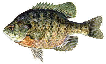 Fish Identification - New Hampshire Freshwater Fishing