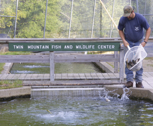 Twin Mountain Fish Hatchery worker releasing fish from net into the water.