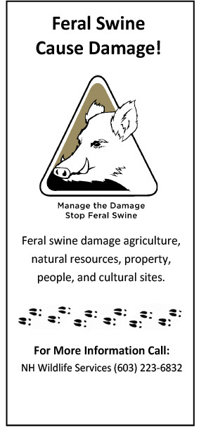 Feral Swine Information