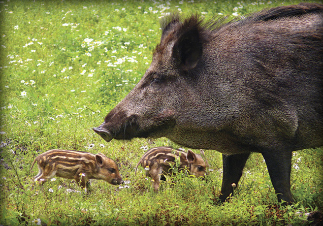 Feral Swine with Two Piglets