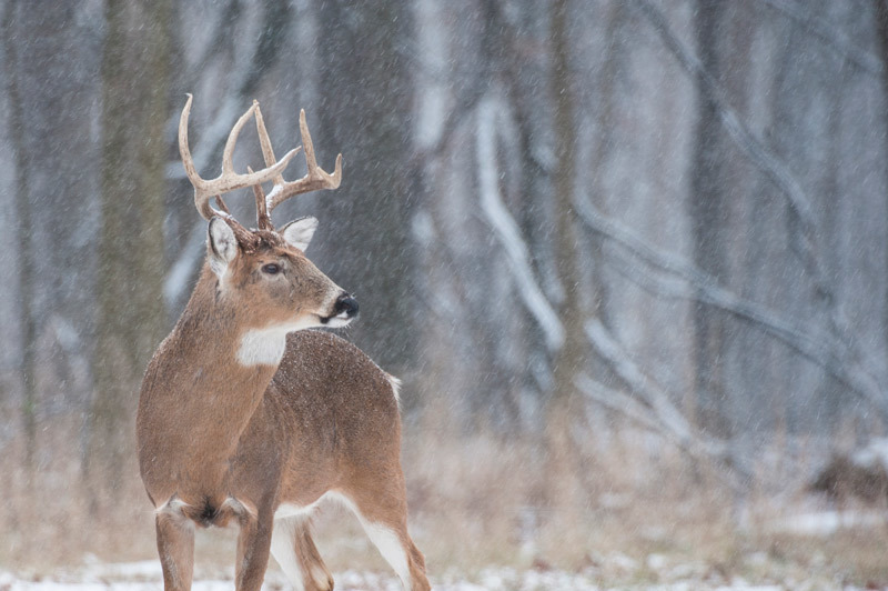 Deer Hunting Seasons eRegulations