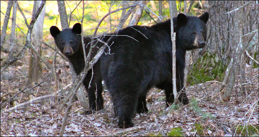 Black Bears