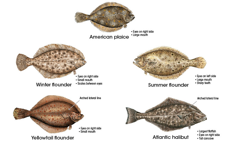 Flounder Identification