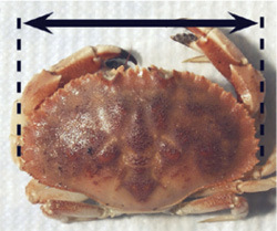 How to measure a crab