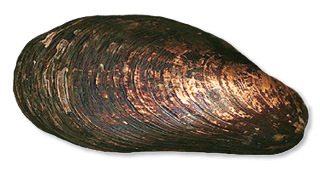 Horse Mussel