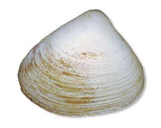 Surf Clam