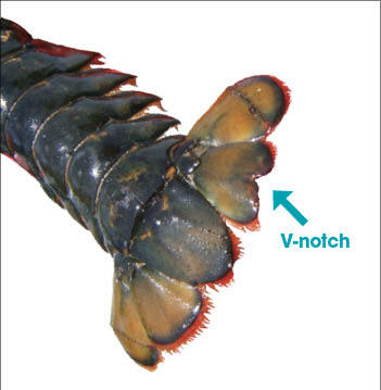 Image showing V-notch on female lobster tail.