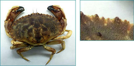 Images showing the identifying features of a Jonah Crab.