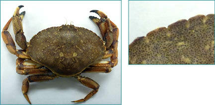 Images showing the identifying features of an Atlantic Rock Crab.