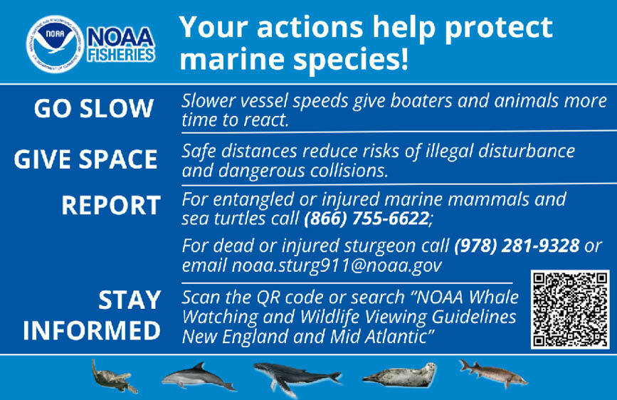 NOAA Fisheries advertisement about how your actions can help protect marine species. Go slow, give sapce, report, and stay informed.