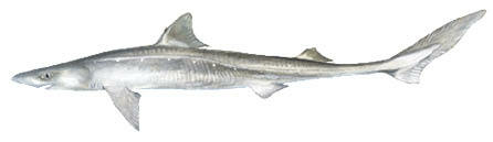 Spiney Dogfish Shark
