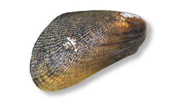 Ribbed Mussel