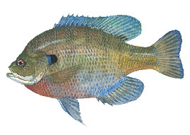 Bluegill Sunfish illustration