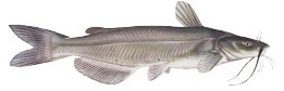 Channel Catfish illustration