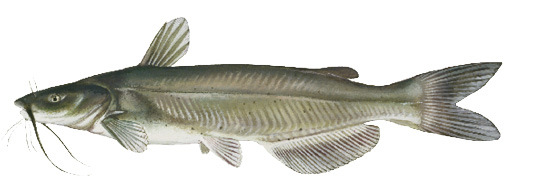 Channel Catfish illustration
