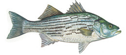 Hybrid Striped Bass illustration