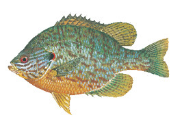 Pumpkinseed Sunfish illustration