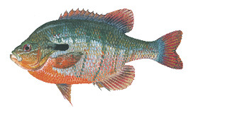 Redbreast Sunfish illustration