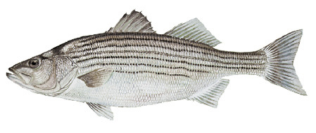 Striped Bass illustration