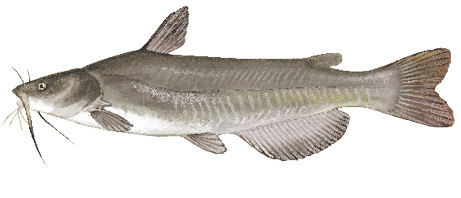 White Catfish illustration