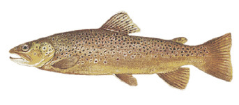Brown Trout illustration