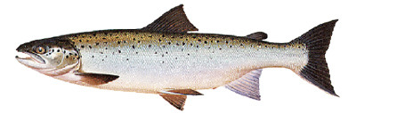 Landlocked Atlantic Salmon illustration