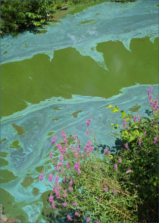 Photo of harmful algal bloom.