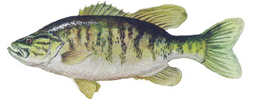 Smallmouth Bass illustration