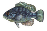 Bluespotted Sunfish illustration