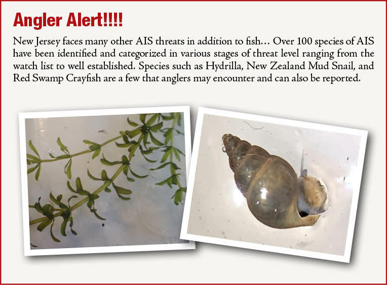 Invasive Species Hydrilla and New Zealand Mud Snail.