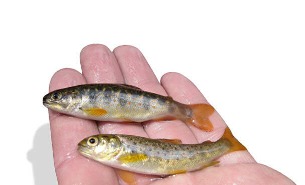 Wild Young-of-the-Year (YOY) Brook Trout (top) and wild YOY Brown Trout (bottom).
