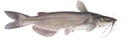 American Catfish