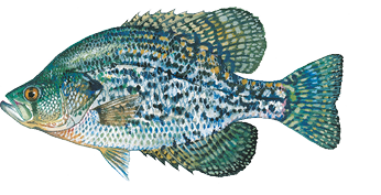 Illustration of a black crappie with a silver-green body, irregular dark blotches, and a tall spiny dorsal fin.