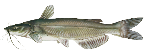 A detailed illustration of a bullhead catfish, a freshwater species recognized by its whisker-like barbels and rounded tail. Bullheads are commonly found in New Jersey lakes, ponds, and slow-moving waters, offering accessible fishing opportunities for anglers statewide.