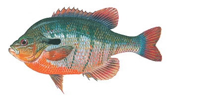 Illustration of a redbreast sunfish with a blue-green body, bright orange belly, and long dark ear flap on the gill cover.
