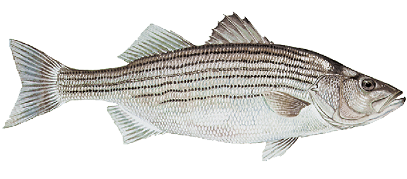 Illustration of a striped bass with a silver body and dark horizontal stripes running from head to tail.