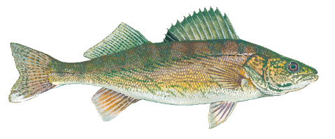 Illustration of a walleye showing its olive-gold body, large reflective eye, spiny dorsal fin, and faint vertical markings.