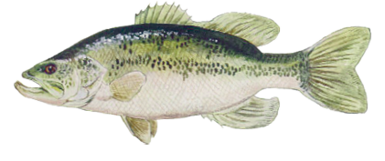 Illustration of a largemouth bass with a green body, dark lateral stripe, and wide mouth extending past the eye.