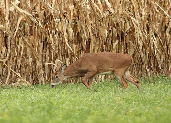 White-tailed Deer in Cornfield