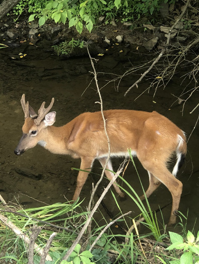 White-tailed Deer with Chronic Wasting Disease