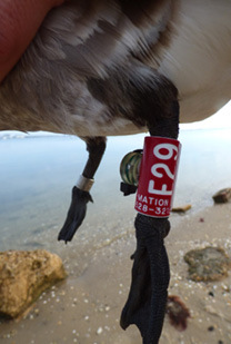 Atlantic Brant with tarsal band and geolocator