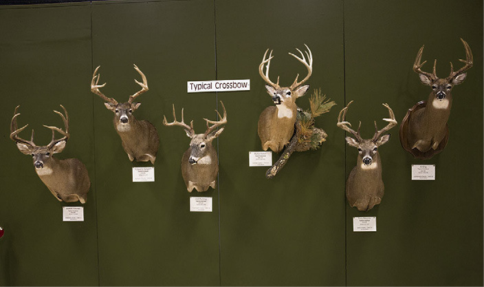 Taxidermy Mounts of New Jersey's Outstanding Deer Program Winners